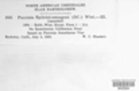 Puccinia epilobii-tetragoni image